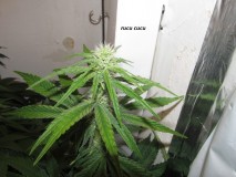 25 days bloom (12)