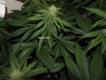 25 days bloom (14)