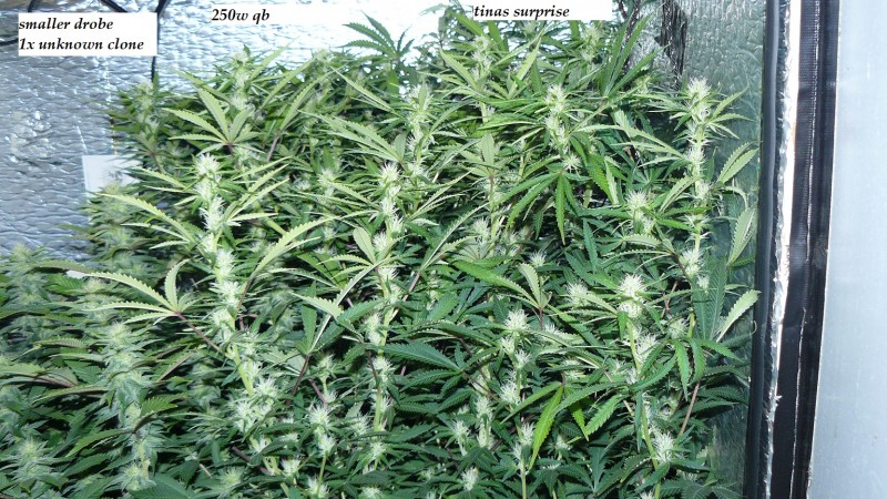drobes 19 03 23 027