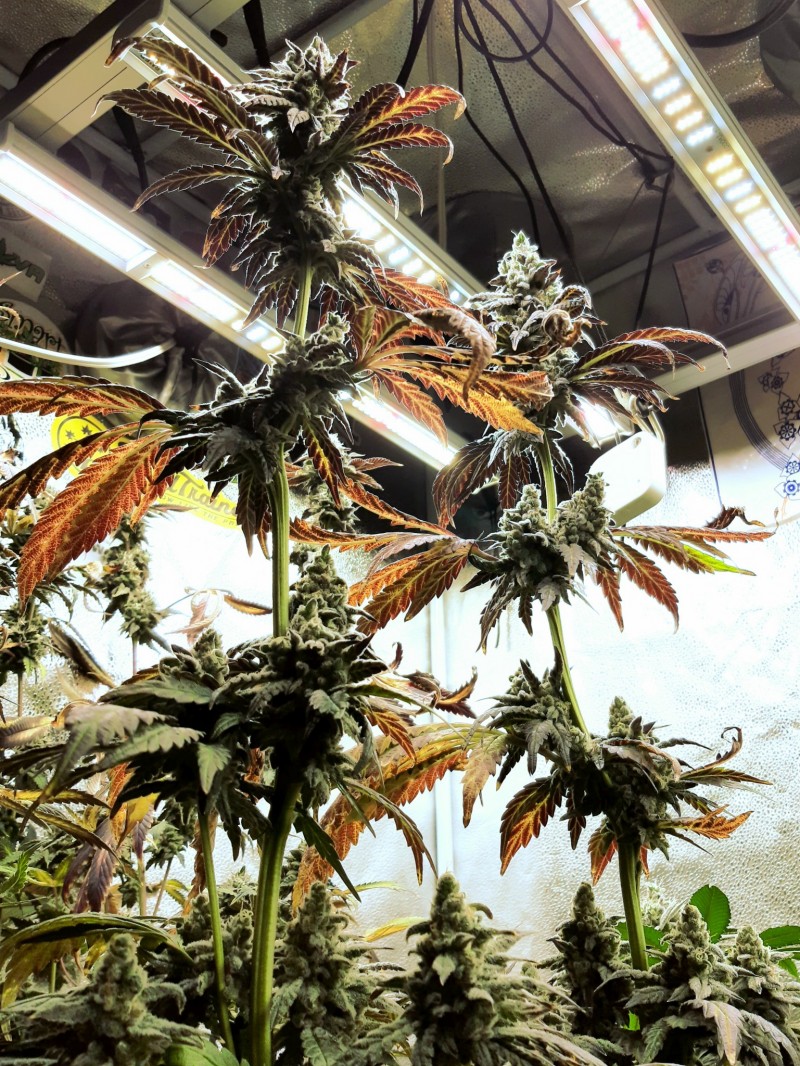 Krillins Kush