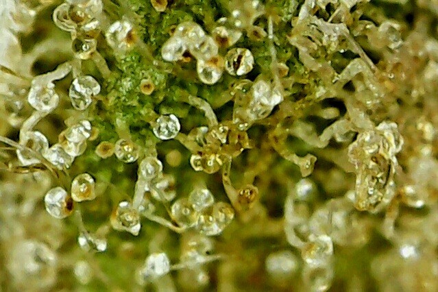 Cured trichome shot