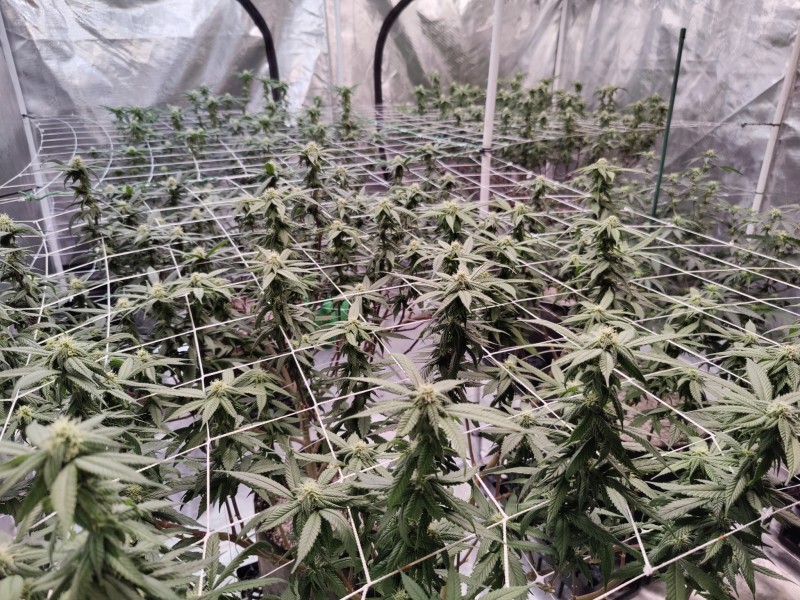 Wk4ish
