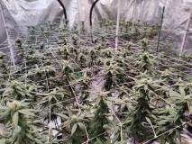 Wk4ish