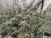Wk 4