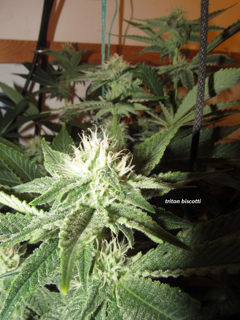 30days bloom (8)