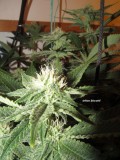 30days bloom (8)