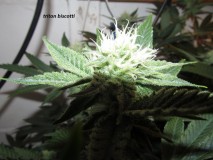 30days bloom (9)