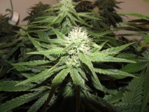 30days bloom (11)