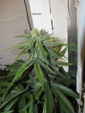 30days bloom (13)