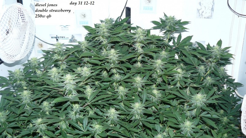 drobes 26 03 23 003