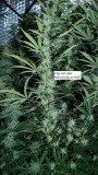 drobes 26 03 23 032
