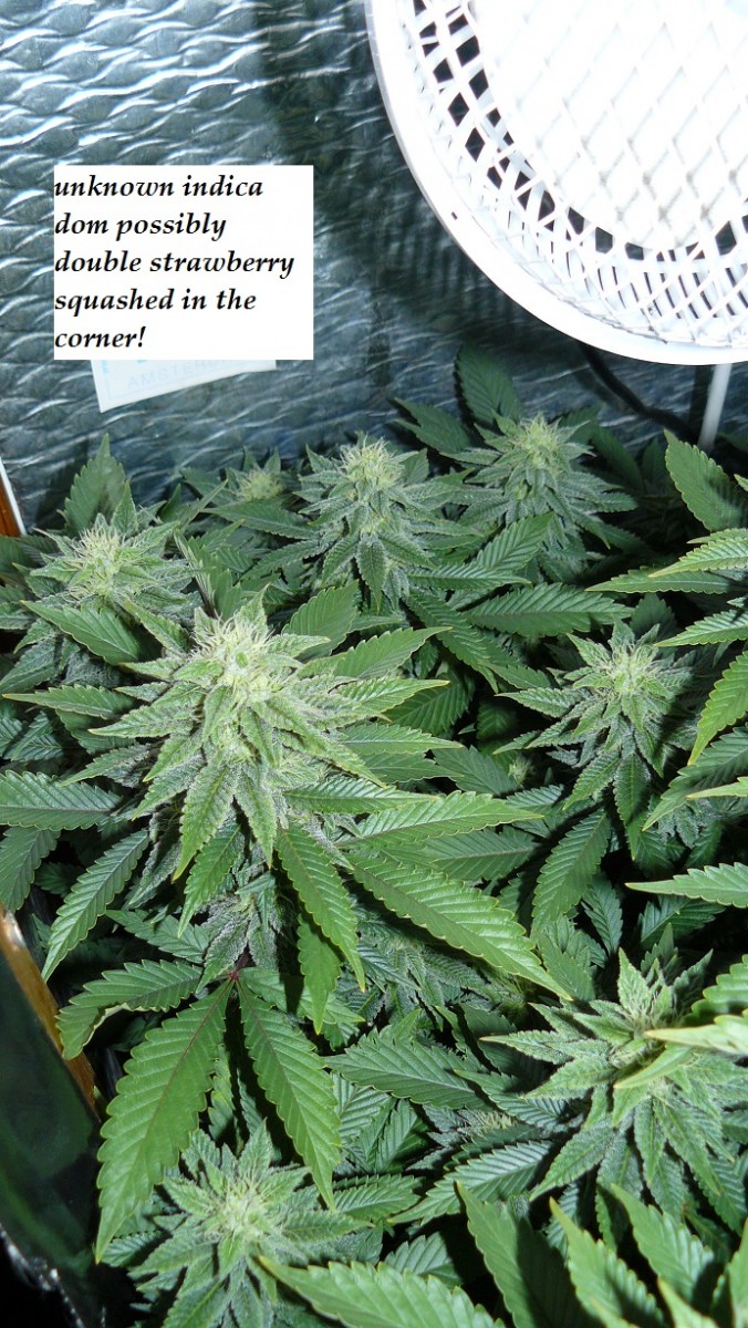 drobes 26 03 23 036