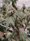 Gorilla Glue #4