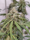Sour Diesel #1