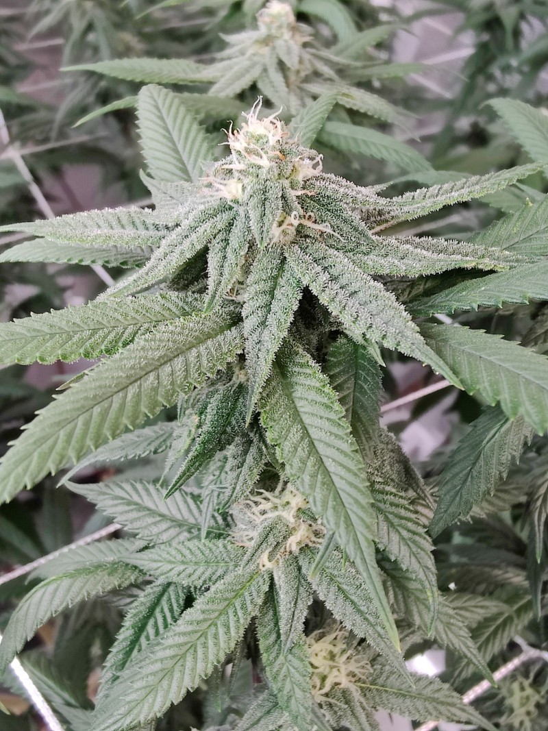 Trellis area 2