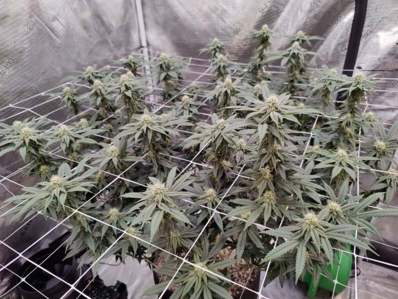 Sugar Floss