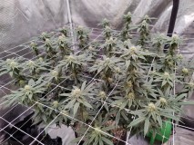 Sugar Floss