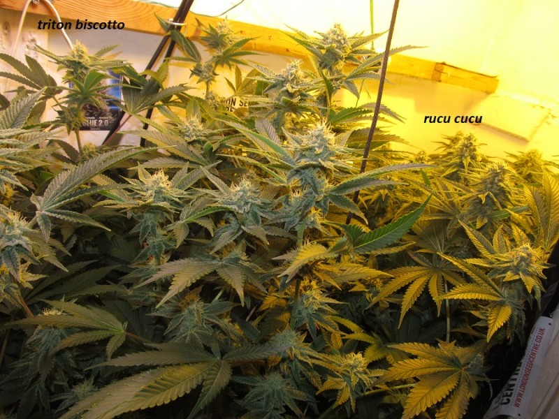 39 days bloom (1)