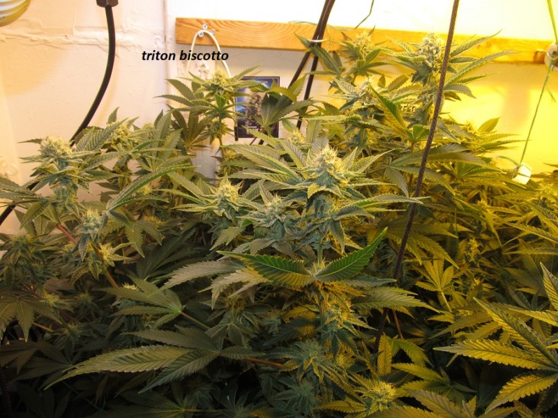39 days bloom (2)