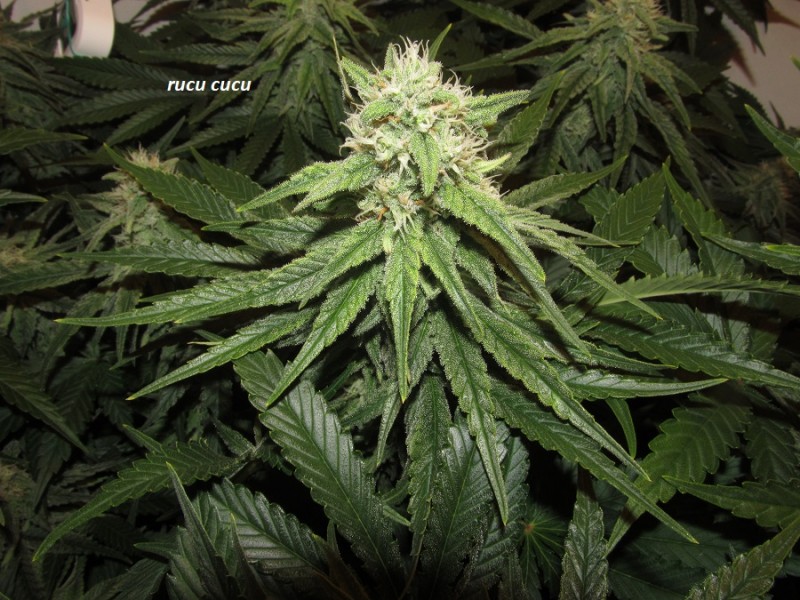 39 days bloom (4)