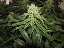 39 days bloom (4)