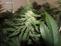 39 days bloom (5)
