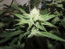 39 days bloom (9)