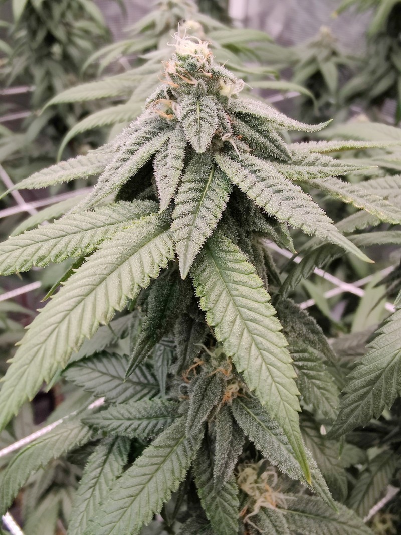 Sour Banana Cookies x Farmers Fire day 41