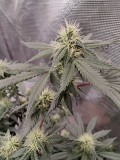 Romulan day 35