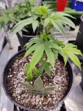 Mendo Purps