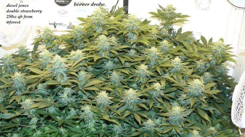 drobes 04 04 23 001