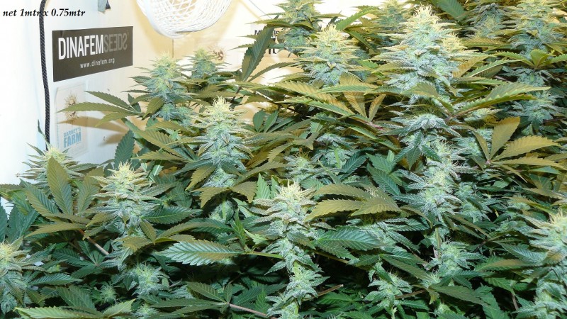 drobes 04 04 23 002