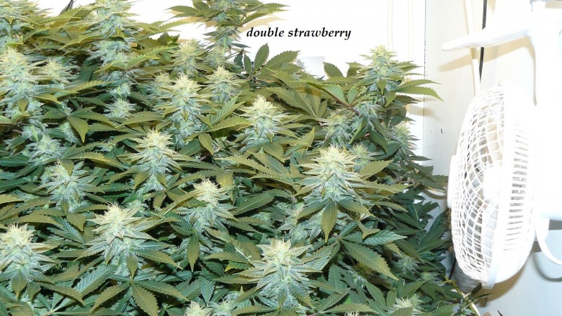 drobes 04 04 23 004