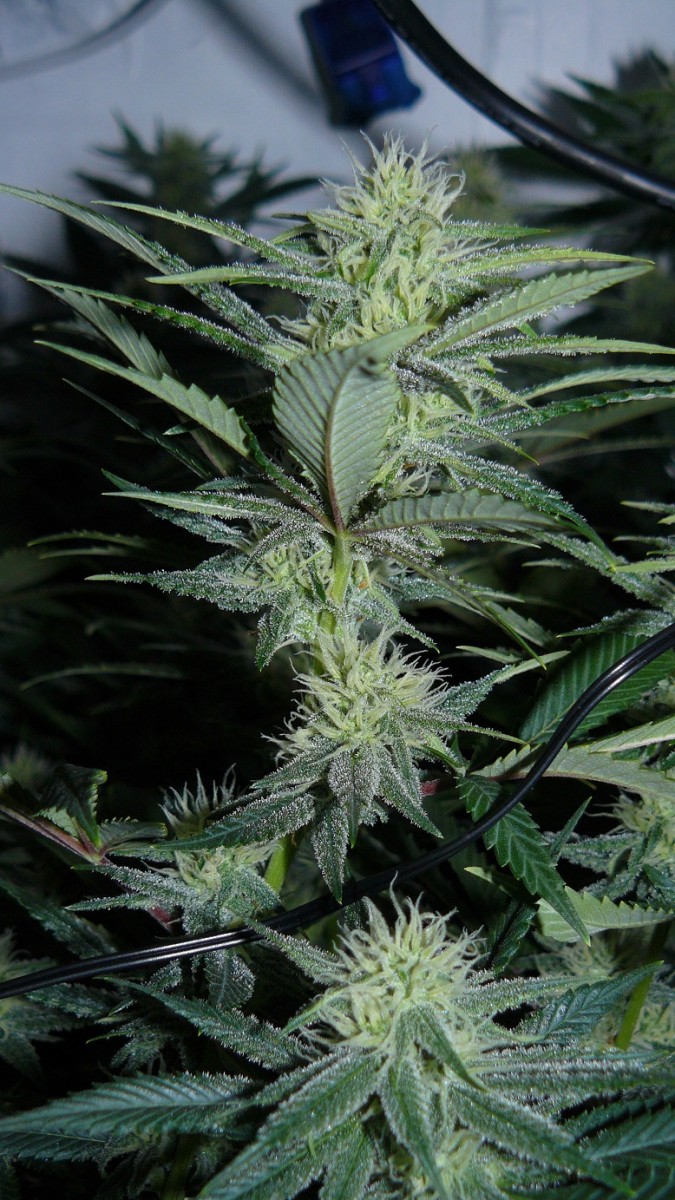 drobes 04 04 23 028