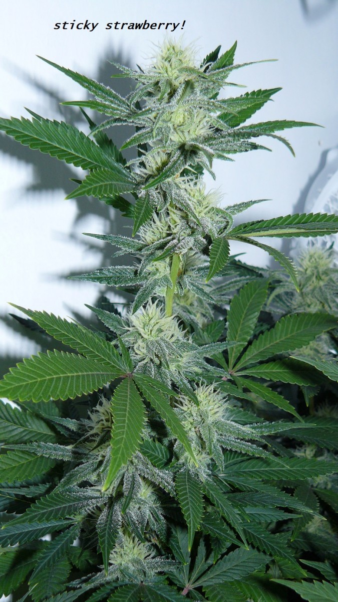 drobes 04 04 23 029