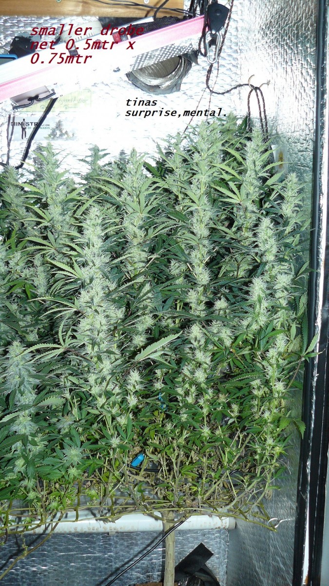 drobes 04 04 23 035