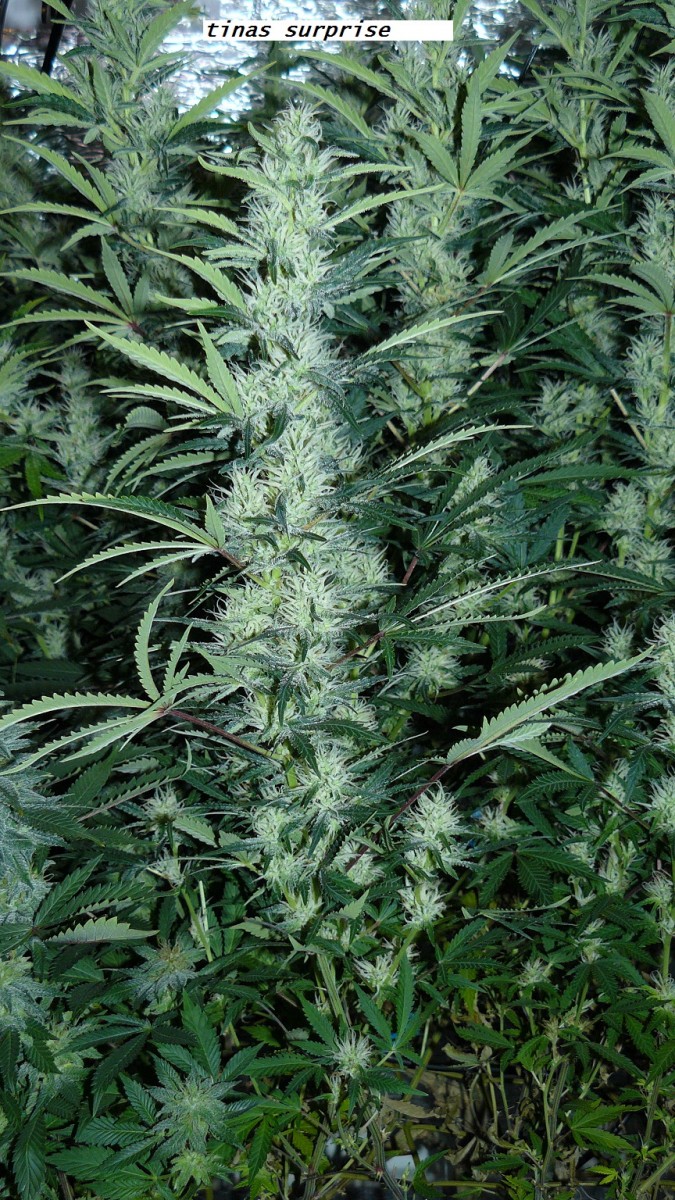 drobes 04 04 23 036