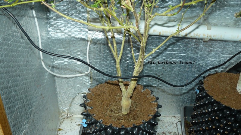 drobes 04 04 23 042
