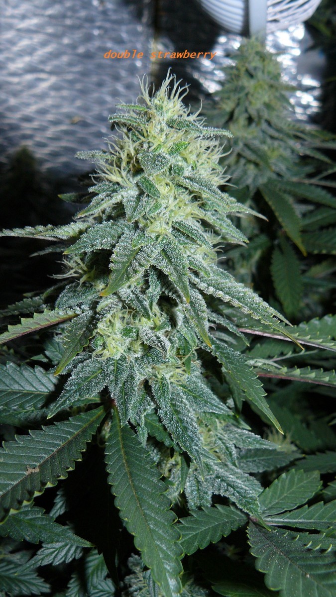 drobes 04 04 23 043