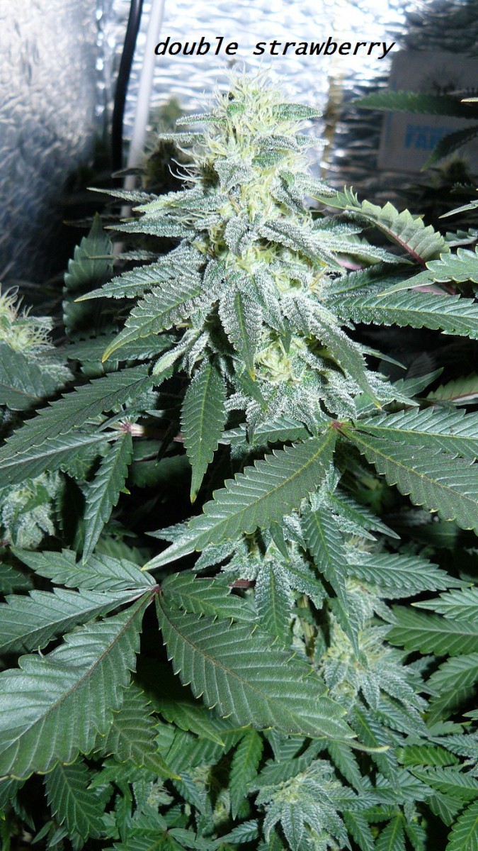 drobes 04 04 23 044