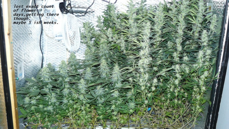 drobes 04 04 23 049