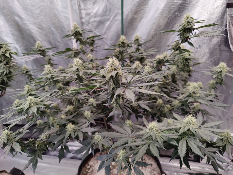 Romulan Day 40