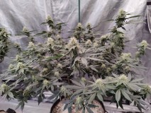 Romulan Day 40