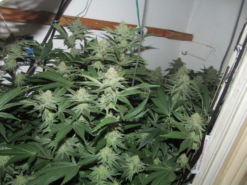 45 days bloom (1)