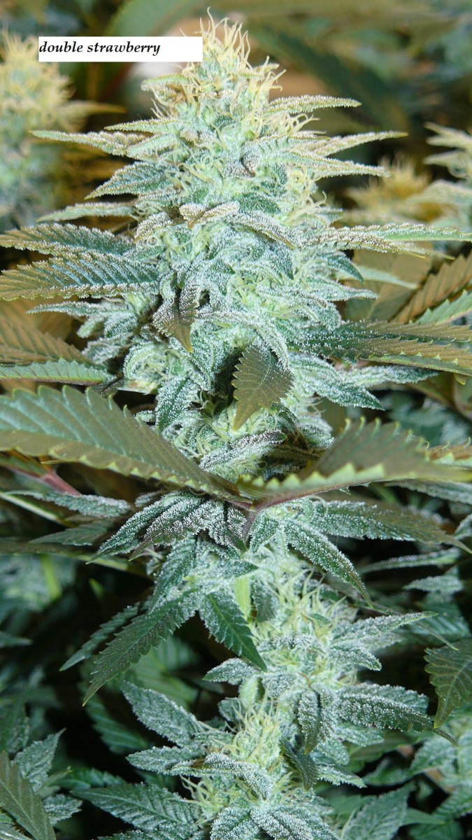 drobes 04 04 23 009