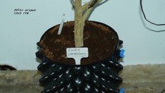 chair diag drobes etc 08 04 23 021