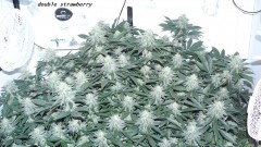 chair diag drobes etc 08 04 23 028