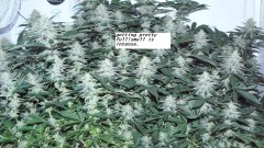 chair diag drobes etc 08 04 23 029