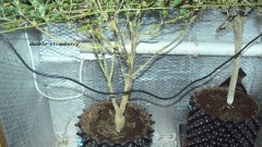 chair diag drobes etc 08 04 23 068