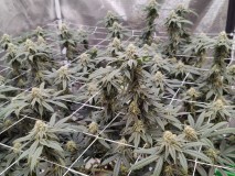 Sugar Floss